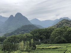 -嘉定紫藤园
