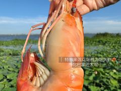 -七的湖·晚芳亭·阳澄湖农家菜·大闸蟹(莲花岛店)