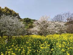 -苏州上方山国家森林公园