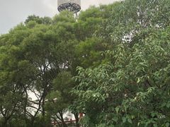 -金鸡山公园