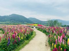 -径山花海