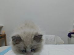 -宠颐生汉谟拉比宠物医院