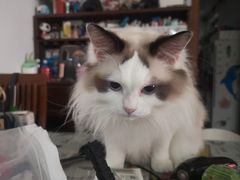 -凯瑞希宠物医院·狂犬免疫·微创·皮肤科