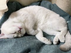-喵百万·布偶·蓝金金渐层英短·猫舍(百子湾店)