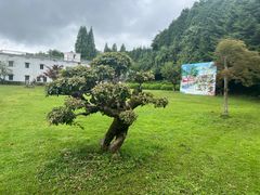 -四明山国家森林公园
