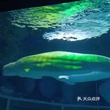 上海海昌海洋公园打卡