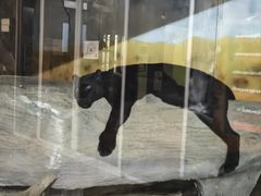 -清迈夜间动物园