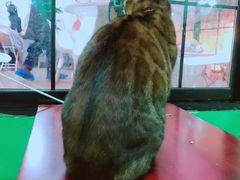 -李小姐の猫咖啡馆(五角场店)