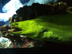 -瑞普利水族馆