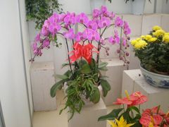 花展-西安世博园