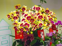 -溪岸路花鸟市场