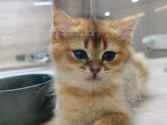 -飞行喵MR PILOT|猫舍·猫咖(静安大融城店)