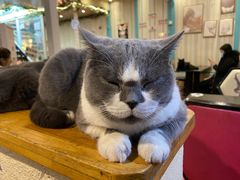 -猫小院猫主题咖啡厅(北锣店)