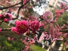 -锡师附小学(学前街校区)
