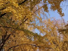 -三里屯东五街银杏大道