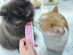 -喵园·猫主题咖啡厅·撸猫·猫咖(国贸店)