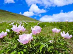 -呼伦贝尔大草原