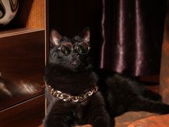 -超宠爱宠物摄影-Super pet