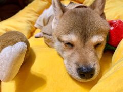 -逗柴咖啡屋·狗咖猫咖宠物桌游