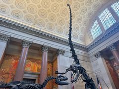 -美国自然历史博物馆