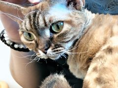 -有喵·猫咖·狗咖·30几只猫10只小狗(岗厦店)