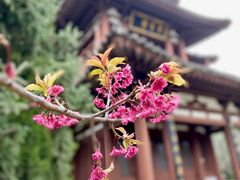 -西安乐游原