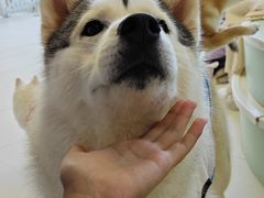 -怪兽屋·羊驼·猫咖·狗咖(俊华广场店)