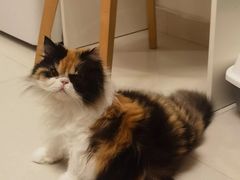-瑞鹏宠物医院·骨科·猫科·内科(第一中心)
