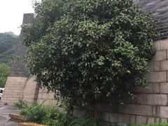 -虞山城墙