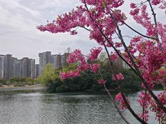 -新江湾城公园
