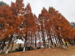 -白鹭湾湿地公园