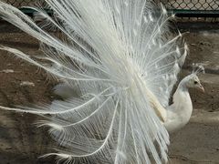 -横道河子东北虎林园