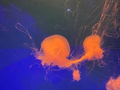 -海合安青岛极地海洋公园