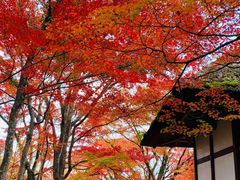 -常寂光寺