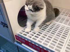 -lincat·猫舍(广州店)