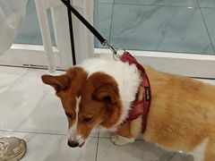 -艾吉宠物医院·疑难杂症转诊中心·猫友好(碧江路院)