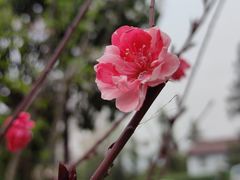 -龙坞茶村