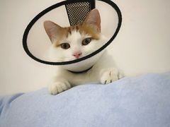 -纳吉亚猫专科动物诊疗中心(蒋宅口分院)