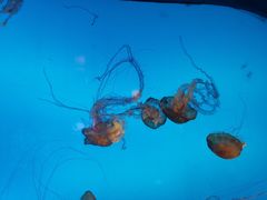 -太平洋海底世界