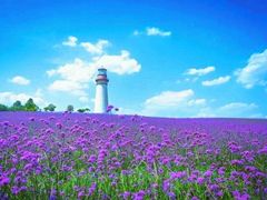 -紫颐香薰山谷景区