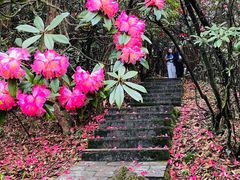 -贵州百里杜鹃风景名胜区