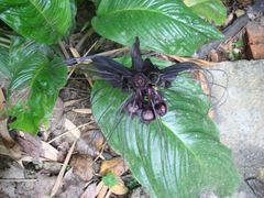 -瑞丽独树成林风景区