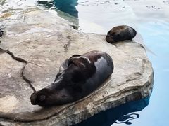 -海合安武汉极地海洋公园