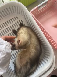 -Moni星球萌宠·小马宝莉·灵蛇·高端高阶全萌宠互动体验俱乐部(红豆国际广场店)