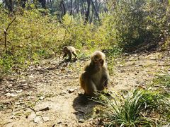 -苏州上方山国家森林公园