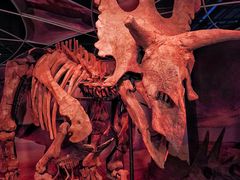 -正佳自然科学博物馆