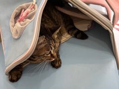 -萌兽医馆·犬猫专科·眼科中心·宠物医院(朝阳门分院)
