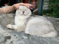 -喵屿·大理花园猫咖