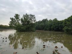 -大湾区中央湿地公园