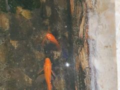 -山水草塘老菜馆
